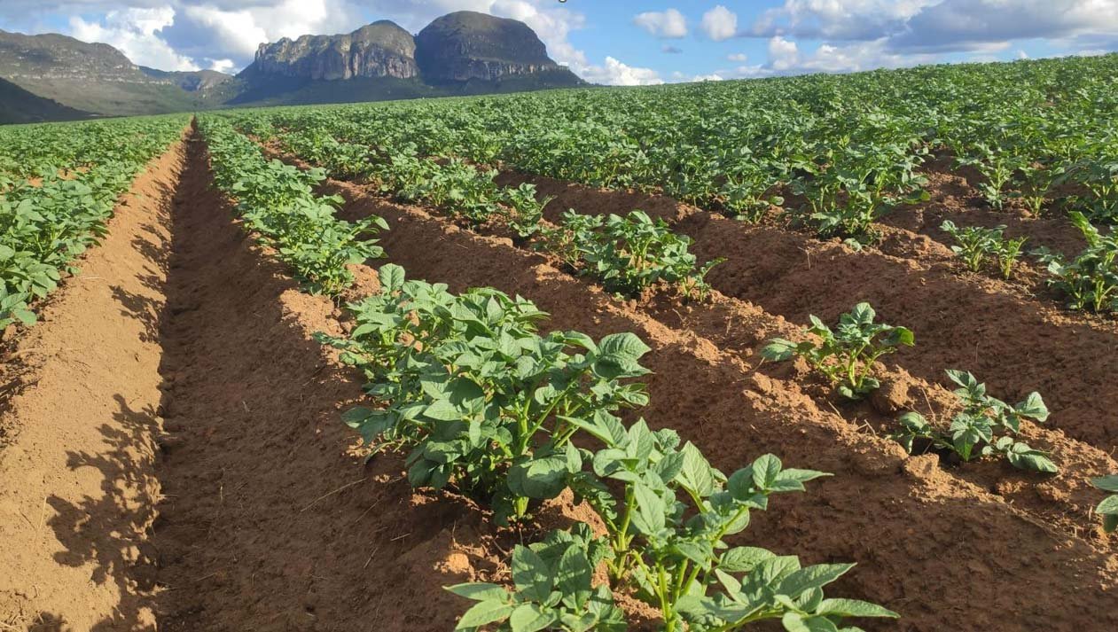 Cultivo de batatas no Agropolo Mucugê-Ibicoara