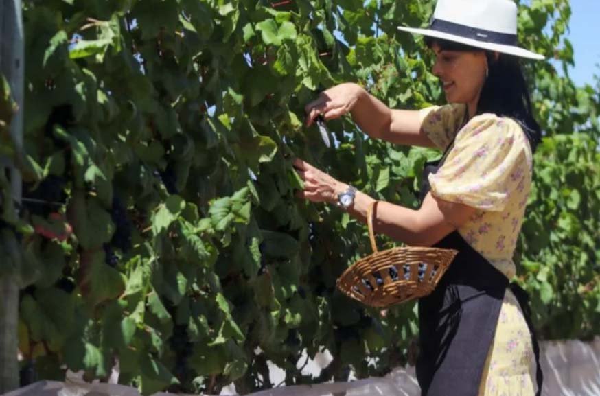 A prefeita de Morro do Chapéu, Juliana Araújo, na colheita das uvas